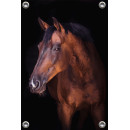 Tuinposter Bruin paard (5070.3024)