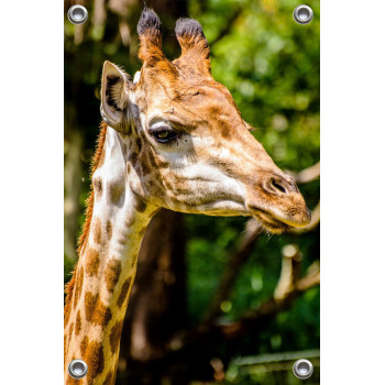 Tuinposter Giraffe (5070.3038)