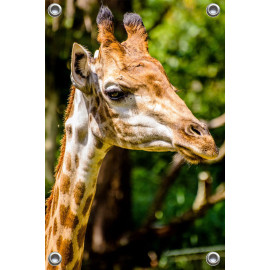 Tuinposter Giraffe (5070.3038)