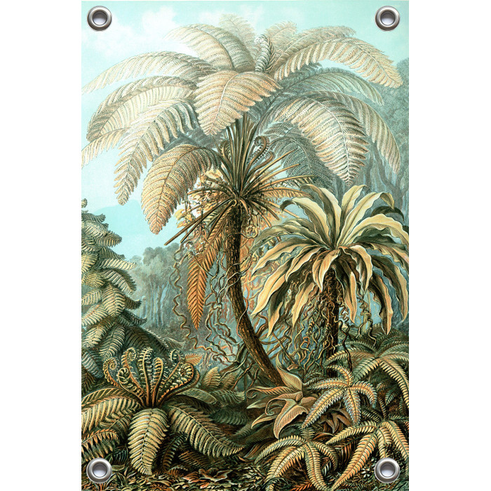 Tuinposter Ernst Haeckel - Filicinae - Jungle (5010.4004)