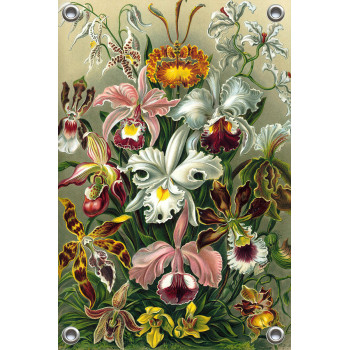 Tuinposter Ernst Haeckel - Orchidae - Orchidee (5010.4008)