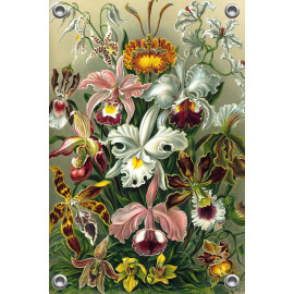 Tuinposter Ernst Haeckel - Orchidae - Orchidee (5010.4008)