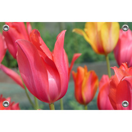 Tuinposter © Monique Milder - Tulpen in waanzinnige kleuren (6228.2041)
