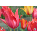 Tuinposter © Monique Milder - Tulpen in waanzinnige kleuren (6228.2041)