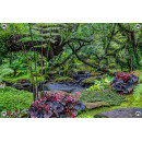 Tuinposter Botanische tuin Jungle stijl (5050.3047)