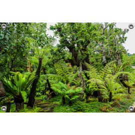 Tuinposter Landschap tuin Jungle stijl (5050.3050)