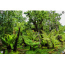 Tuinposter Landschap tuin Jungle stijl (5050.3050)