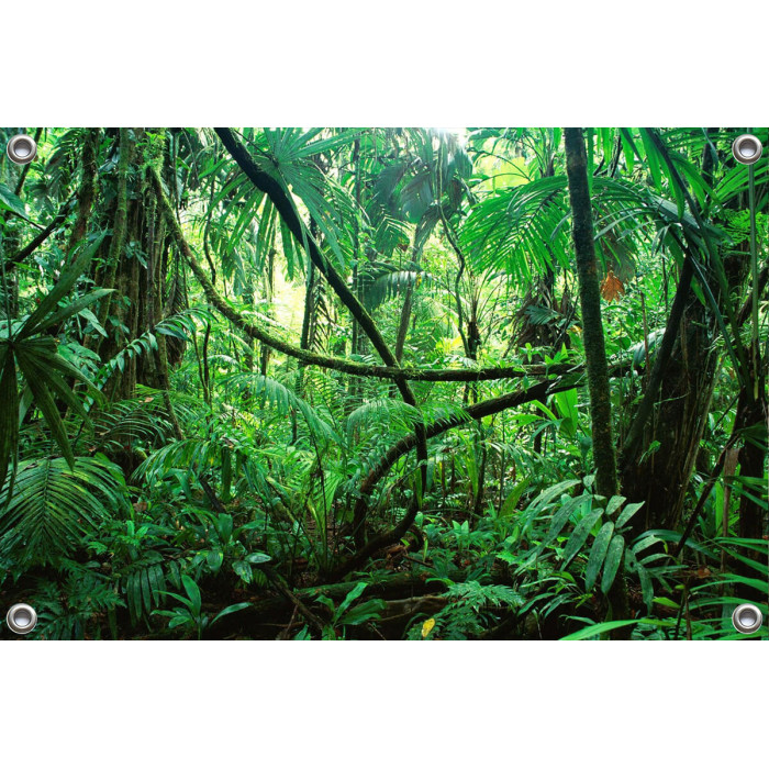 Tuinposter Chiapas regenwoud Mexico (5050.3057)
