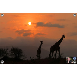Tuinposter © Ron Entius - Giraffe out of Africa (6217.1029)