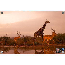 Tuinposter © Ron Entius - Afrika (6217.1050)