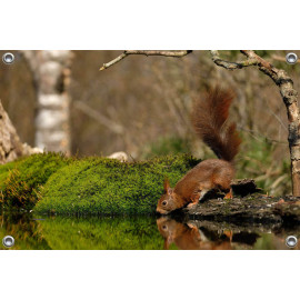 Tuinposter © Riny Verheij - Drinkende rode eekhoorn- Lemelerberg (6234.6853)