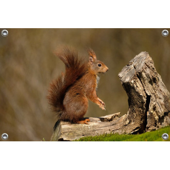 Tuinposter © Riny Verheij - Rode eekhoorn in prachtig licht- Lemelerberg (6234.6941)