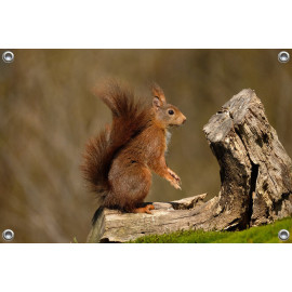 Tuinposter © Riny Verheij - Rode eekhoorn in prachtig licht- Lemelerberg (6234.6941)