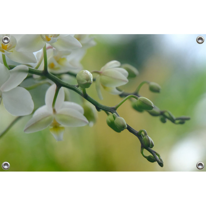 Tuinposter © Riny Verheij - Witte Orchidee- Luttelgeest (6234.7148)